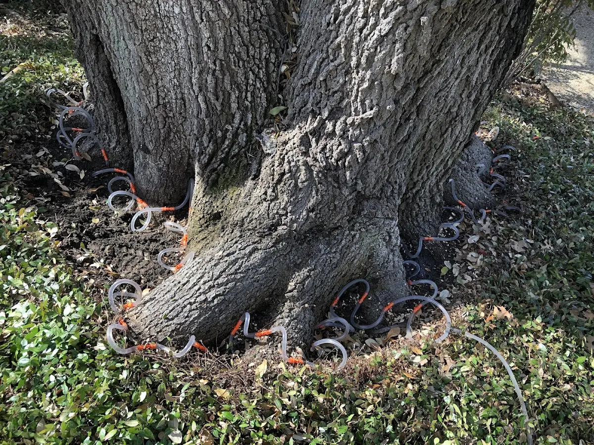 Detailed Tree Cabling and Bracing job site in Payson